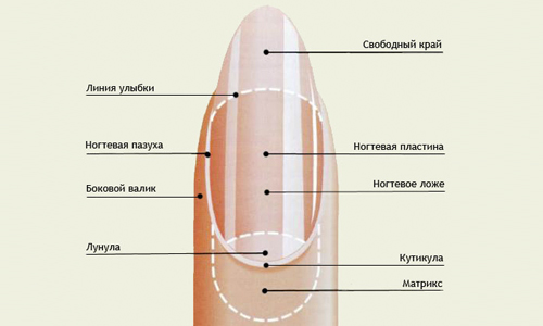 Расположение кутикулы на ногте
